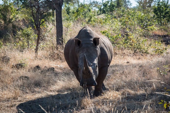 Mosi oa Tunya Game Drive and Rhino Walking Safari
