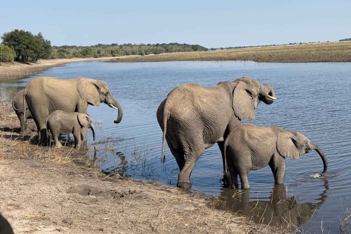 Premium-dagsutflykt till Chobe-Botswana