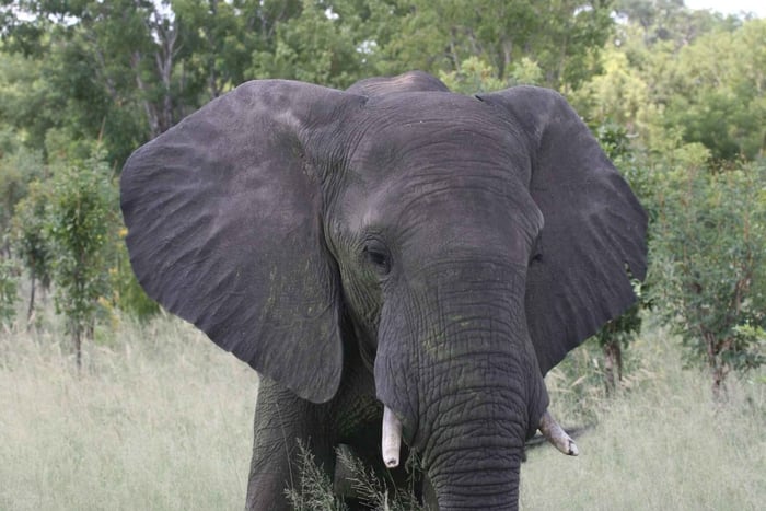 Victoria falls 4hours safari with picnic lunch or breakfast