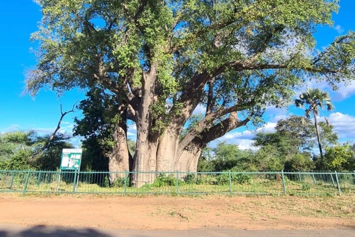 Chutes Victoria : grand arbre à l'heure dorée et visite gratuite du township