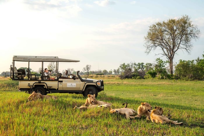 Victoria Falls: Guided Chobe Game Drive, Game Cruise & Lunch