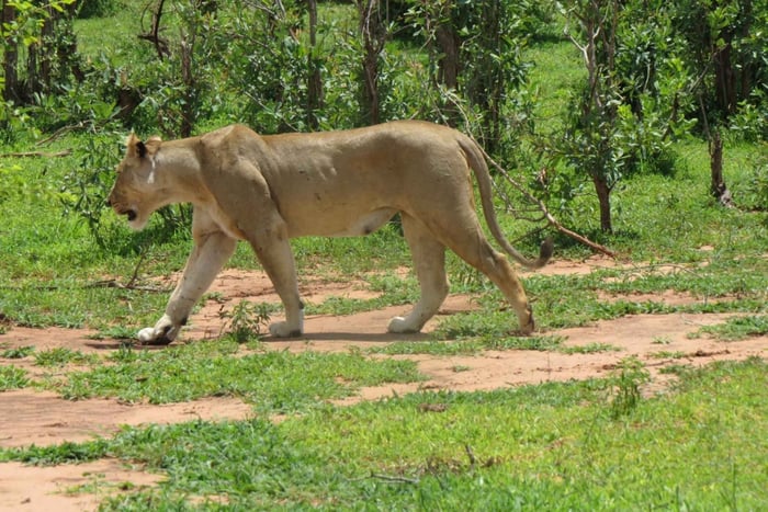 Victoria Falls: Hwange National Park Full-Day Safari