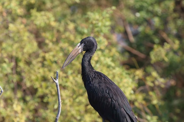 Cascate Vittoria: Safari privato di birdwatching sul fiume Zambesi