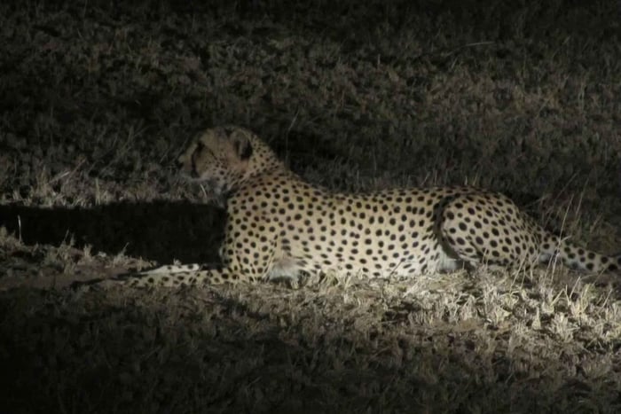 Safari nocturno por el Zambeze