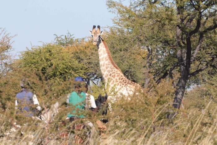 Zimbabwe : safari à cheval de 5 jours