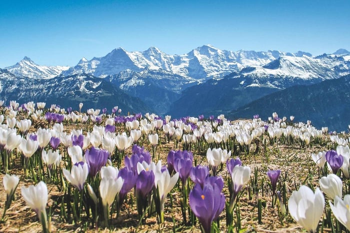 Zurich: Grindelwald, Lauterbrunnen & Interlaken Day Trip