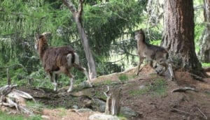 Chamonix Dominates Top Ten Tourist Sites