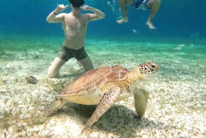 4 Hour Turtle Sanctuary Experience on a Luxury Catamarán