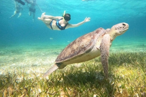 4 Hour Turtle Sanctuary Experience on a Luxury Catamarán