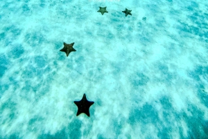 4 Hour Turtle Sanctuary Experience on a Luxury Catamarán