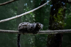 Akumal: Apenopvangcentrum, ATV, Cenote & Yalku snorkeltour