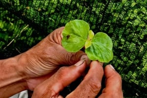 ミンカでアルワコ族の先住民体験：自然と知恵を学びましょう