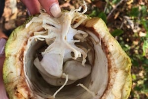 ミンカでアルワコ族の先住民体験：自然と知恵を学びましょう