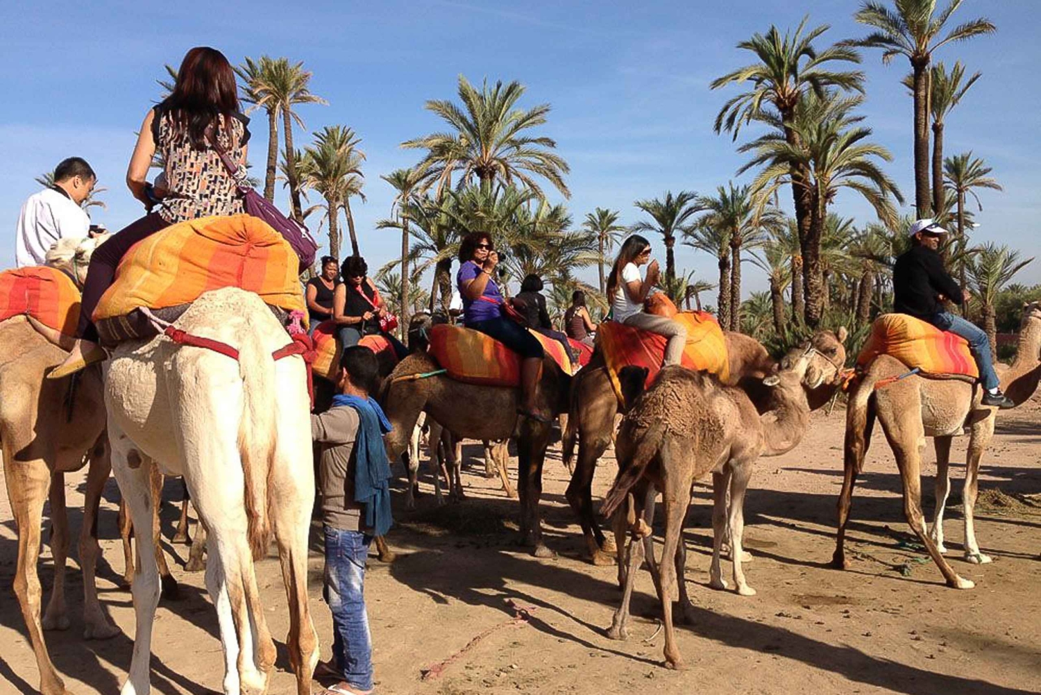 Around Marrakech: Camel Ride in Palm Groves including Tea