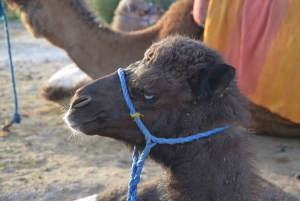 Around Marrakech: Camel Ride in Palm Groves including Tea