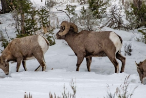 Banff/Canmore: Lake Louise e a Icefields Parkway