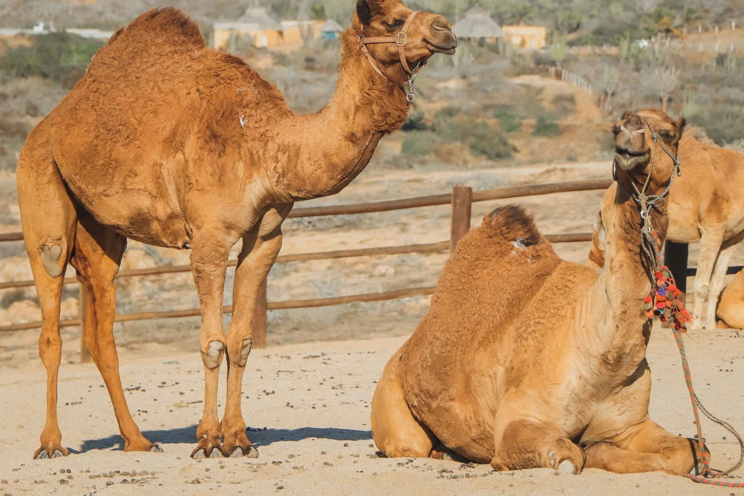 Beach Camel Ride & Encounter in Cabo by Cactus tours park
