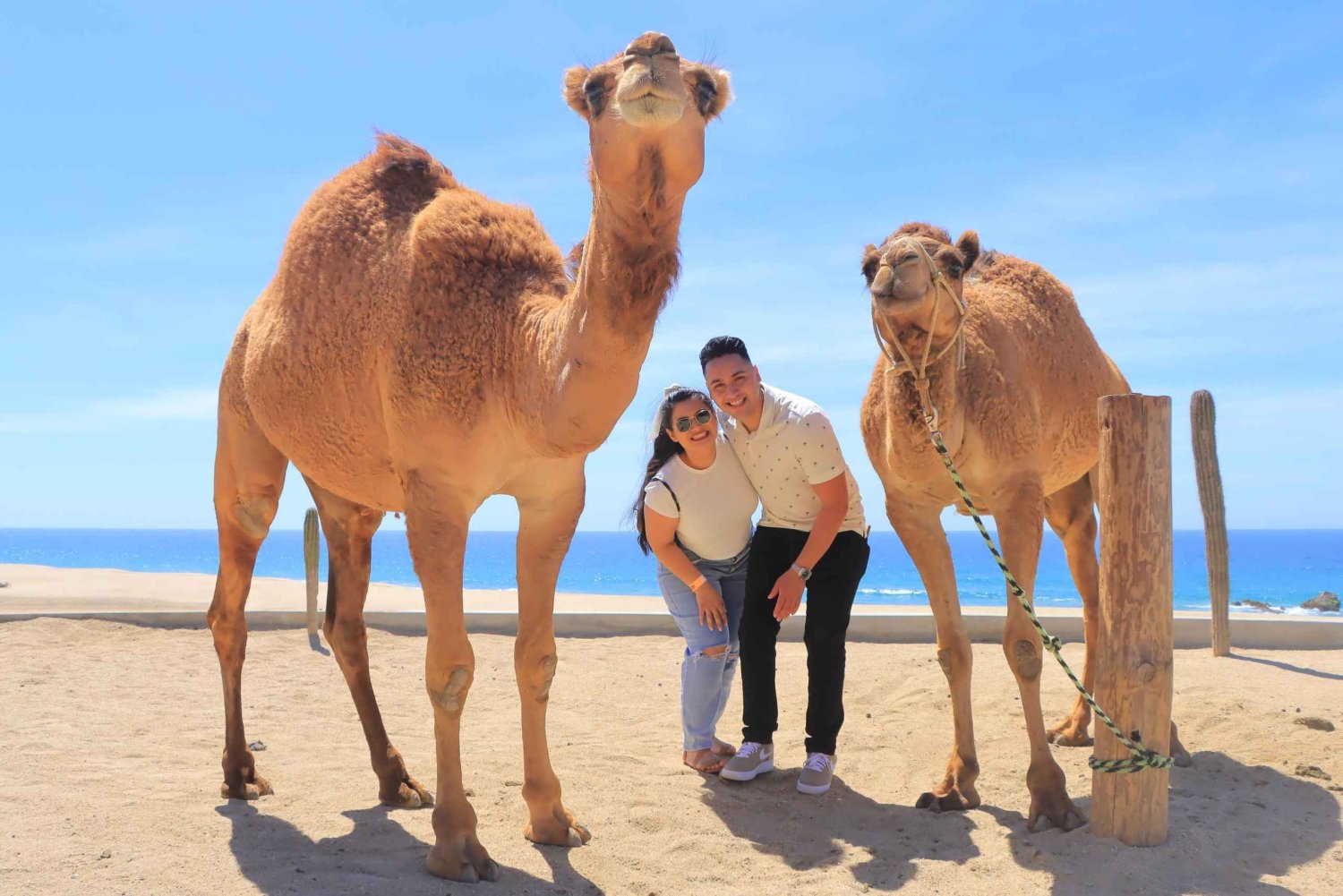 Beach Camel Ride & Encounter in Cabo by Cactus tours park