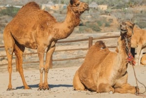 Beach Camel Ride & Encounter in Cabo by Cactus tours park