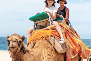 Beach Camel Ride & Encounter in Cabo by Cactus tours park
