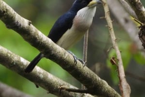 バードウォッチングすべて込み - メデジン発