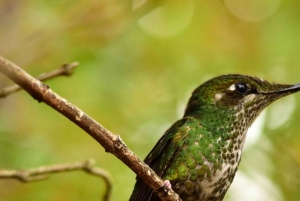 Bogota Chingaza Park & hummingbirds Birding Day Tour + lunch