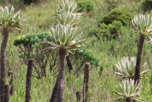 Bogota Chingaza Park & hummingbirds Birding Day Tour + lunch