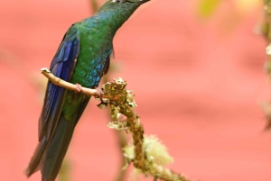 Bogota Chingaza Park & hummingbirds Birding Day Tour + lunch