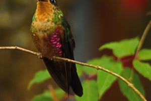 Bogota Chingaza Park & hummingbirds Birding Day Tour + lunch