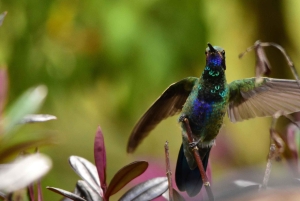 Bogota Chingaza Park & hummingbirds Birding Day Tour + lunch