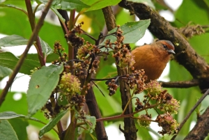 Bogota Chingaza Park & hummingbirds Birding Day Tour + lunch