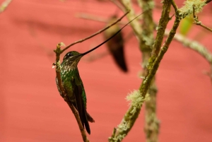 Bogota Chingaza Park & hummingbirds Birding Day Tour + lunch