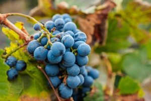 Buenos Aires: Mendoza Weinparadies Tagestour mit Flugpreis