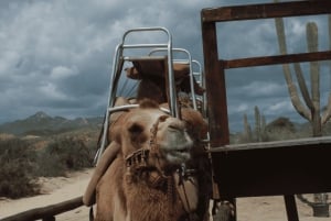 Cabo San Lucas: Increíble aventura en camello en la playa