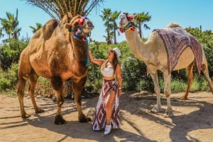 Cabo San Lucas: Combo de paseo en camello y aventura en UTV todoterreno