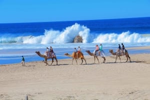 Cabo San Lucas: Combo de paseo en camello y aventura en UTV todoterreno