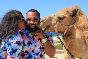 كابو سان لوكاس: ركوب الجمل على الشاطئ