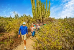 Cabo San Lucas: Kamelsafari med frokost og tequila