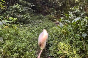 Caguas: Waterfall and Cave Adventure