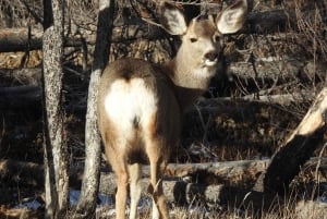 Calgary/Canmore/Banff: Abraham Ice Bubble, Peyto, Lake Louise