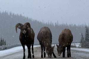 Calgary/Canmore/Banff: Abraham Ice Bubble, Peyto, Lake Louise
