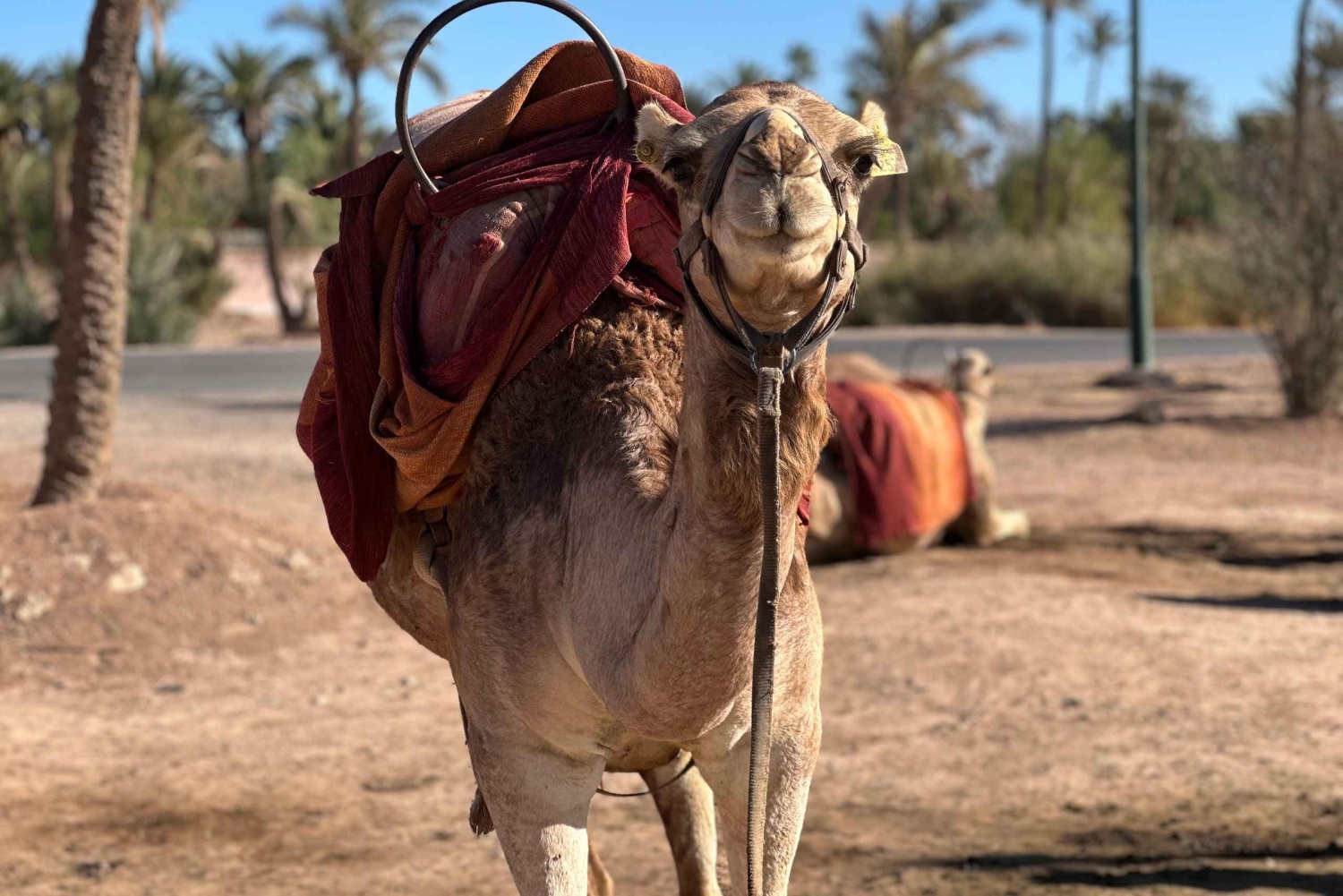 マラケシュの砂漠の村を巡るラクダ乗りアドベンチャーをお楽しみください