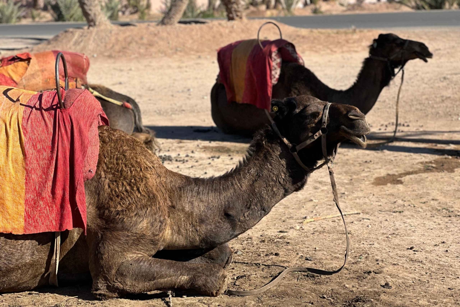 マラケシュの砂漠の村を巡るラクダ乗りアドベンチャーをお楽しみください