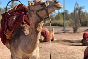 マラケシュの砂漠の村を巡るラクダ乗りアドベンチャーをお楽しみください