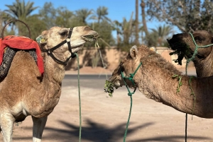 マラケシュの砂漠の村を巡るラクダ乗りアドベンチャーをお楽しみください