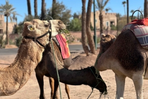 マラケシュの砂漠の村を巡るラクダ乗りアドベンチャーをお楽しみください