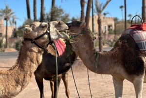 マラケシュの砂漠の村を巡るラクダ乗りアドベンチャーをお楽しみください