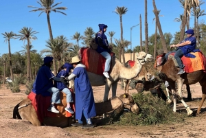 マラケシュの砂漠の村を巡るラクダ乗りアドベンチャーをお楽しみください
