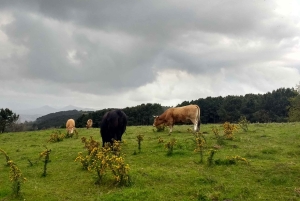 Vandretur på Camino de Santiago i San Sebastián