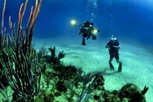 Cancún: Cozumel 2-Tank Diving Tour with Lunch & Transfers